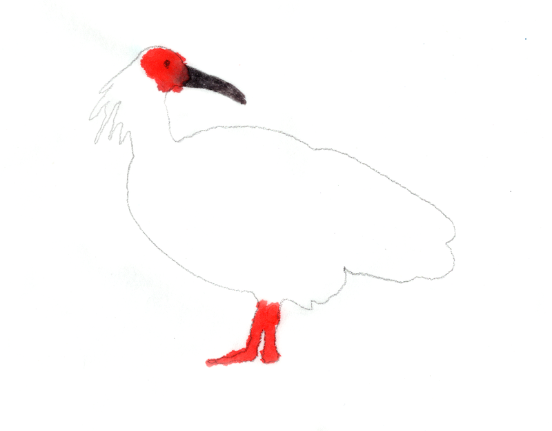9 Endangered Animals in Korea