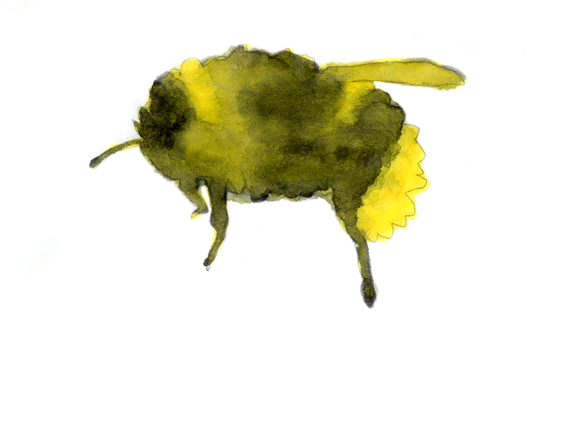 9 Endangered Animals in Korea